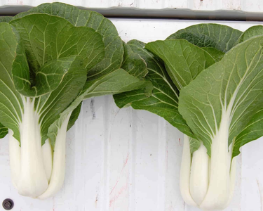 BoPak Bok Choi Hybrid Seeds